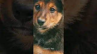 Why Dogs Eat Grass + 3 TOXINS That KILLs so watch to Save Your Pup NOW!