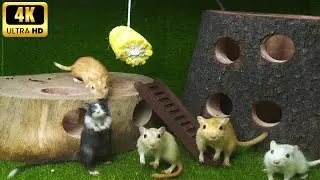 Cat TV Mice Pirate Ship Treasure Map Quest Real Sound 4K 60FPS ⚓
