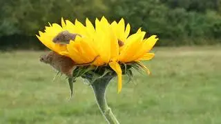 Sunflower Harvest Mice