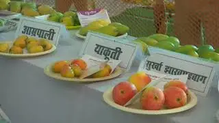 Two-day mango festival begins in northern India