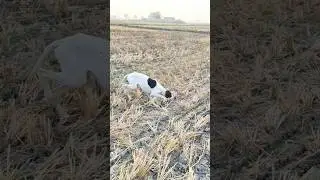 Batair ka shika dog ka sath hunting Quail with English pointer  jall Ka sath shika #shorts