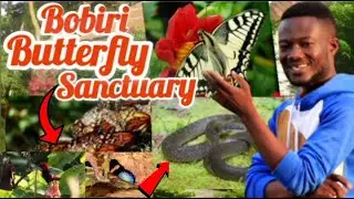 An Adventurous Visit To The Bobiri Forest Reserve & Butterfly Sanctuary In Ghana