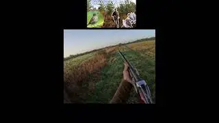 Extrait de notre DERNIERE vid&eacute;o ( Chasse &agrave; la GRIVE ) #hunting #nature#chasseur