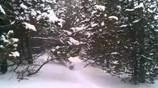 Radix 2moto Through the trees