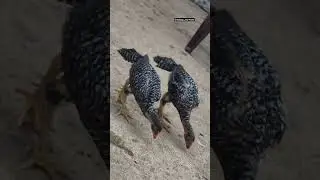 dindigul warriors #roosterfarm #aseelmurga #dindigul
