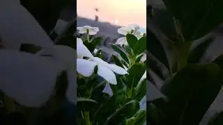 beautiful view in my garden 🥰🥰 my cute garden #short #gardning #viralvideo #sunset