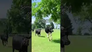 Amazing Cow Rescue Story (emotional)