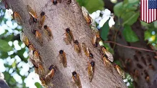 Cicada invasion: Cicadas show up four years early and here&rsquo;s why - TomoNews