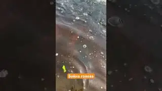 Буйна голова на свободе #рыбалка #поймалотпусти #малыереки #рыбак #голавль #спиннинг #рыба