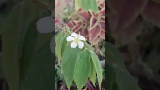 #cherryFlower | Terrace Garden | #garden #plants #shorts #nature #bonsai @b4uamus #muntingiaCalabura