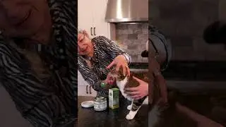 Dental Care for Cats