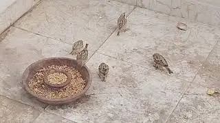 Beautiful Birds Feeding with Calm and Peaceful Animal Sounds