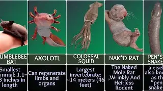 Record Breaking Animals You Won't Believe Exist