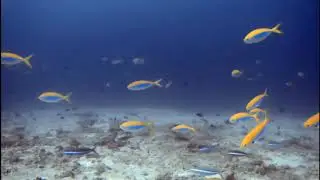 Southern Pro Divers