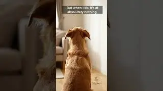 Has your dog ever barked at NOTHING? 🐶