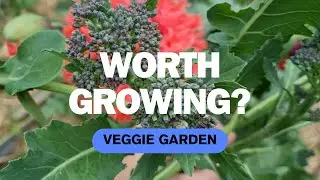 Spring Garden 2024 &bull; Australia &bull; Grow Your Own Food