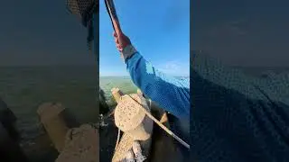 带粉丝钓梭鱼  拍梭鱼  钓梭鱼  海钓 孤东海堤钓梭鱼#小李带你玩海钓
