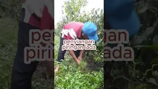 Bulan puasa kerja ringan saja, Kawan. Penyiangan piringan lada #lada #petani