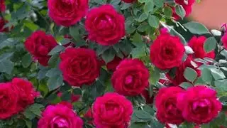 🌹🌹 गुलाब के फूल तोड़ने का तरीका और महत्वपूर्ण जानकारी 🌹#farming #flowers #gulab #youtube #viralvideo