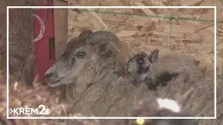 New WA law requires planning of pet shelters, make resources available during natural disasters
