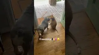 Dog & Cat Friendship Story 😂 #humorvibes #puppy #funny #dog #pets #cat  #comedy #shorts  #tabbycat