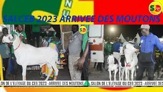 SALON DE L'ELEVAGE DU CEB 2023: ARRIVEE DES MOUTONS