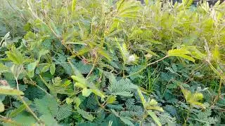 Nature Plants Leaves Background Title Video| Free Footage!