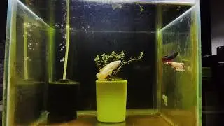 Female betta sorority 🧿😍💕