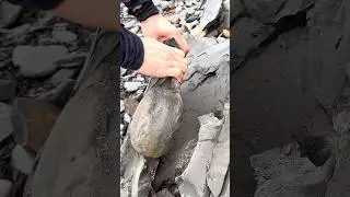 Here&rsquo;s a huge loose slab filled with Jurassic Age fossils that we found on the beach