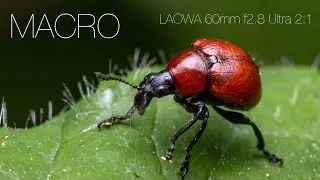 Macro Photography with Laowa 60 mm F2.8 Ultra-Macro 2:1