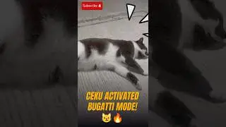 🐾 Ceekuu&rsquo;s Paw Adventures