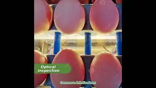 Automatic Small Egg Sorting Machine with Multifunctional #gondor #eggsortingmachine #egggrader