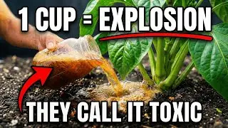 One Cup of Fermented Ash Makes Plants Grow CRAZY Fast — Why Is This Trick 