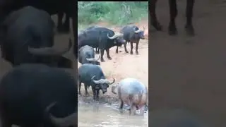 Hippo vs buffalo#shorts