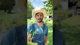 Когда вы собираете кукурузу?