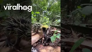 Lowland Streaked Tenrec Makes Rare Stridulation Sounds || ViralHog