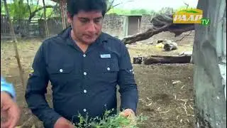 Inspecci&oacute;n y rescate urgente de los algarrobos en Chulucanas, Piura