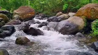 Stream Ambience for Study • 1 Hour Water Sounds for Clarity, Focus & Stress Free Work 4K