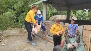 Completing The Barn And Welcoming Pigs Back To Raise