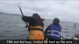 Big Salmon Bodega Bay 2020