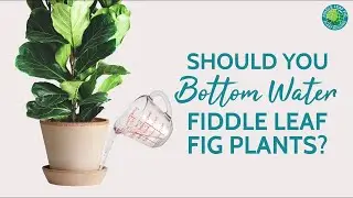 Do fiddle leaf figs like to be bottom watered? 🤔 | Fiddle Leaf Fig Plant Resource Center