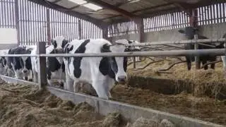 Life after cows | Decisions4Dairy - AHDB Dairy