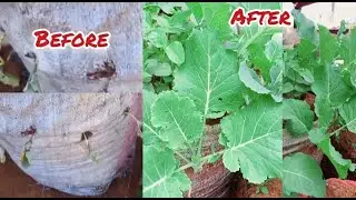 Transforming Weak Kales into Healthy Crops: Growing Kale in Sacks (Step-by-Step Guide).