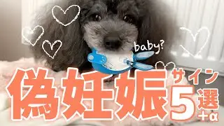 犬の偽妊娠行動５選＋α！おもちゃで子育てしちゃう想像妊娠出産に要注意 / Five fake pregnancy behaviors for dogs!