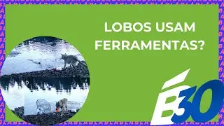 LOBOS USAM FERRAMENTAS? | Biologia em Meia Hora