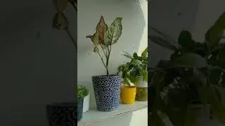 #Wall planter #balcony makeover #garden #plants #greenscreen #asmrvideo #asmr
