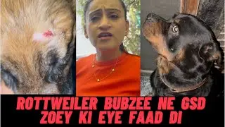 Rottweiler Bubzee Ne Humaare Piche Se GSD Zoey Ko Maar Maar Ke Uski Eye Faad Di
