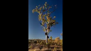 Three Minutes from Ghost Gum to Counts Point