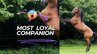INTERESTING FACTS ABOUT ARABIAN HORSE