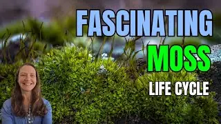 The fascinating life cycle of moss